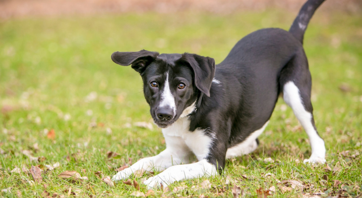 what does it mean when a dog play bows