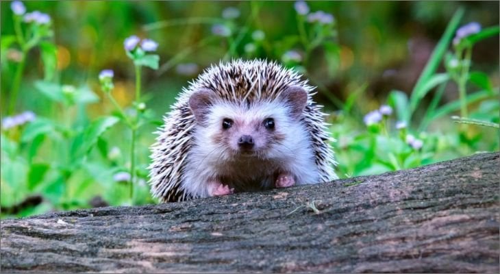 can dogs hear hedgehogs