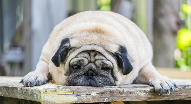 Chonkey pug puddles on bench