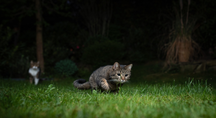 Night time cat squad practices pouncing