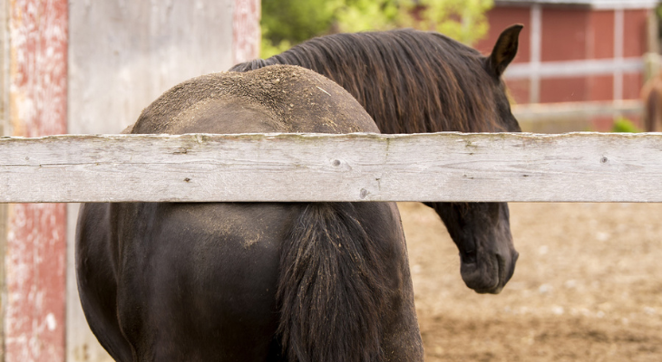 Horse scratches butt on fence.