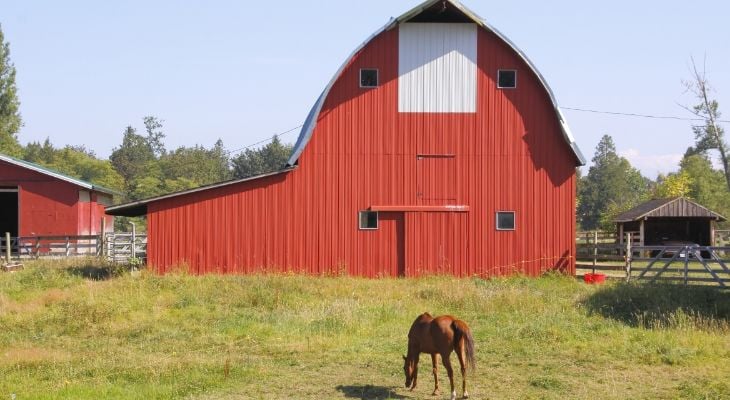 horse in front of barn grazing