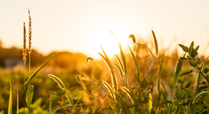 Summertime field