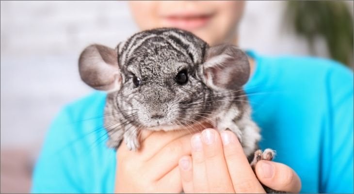 Small chinchilla sale like animal