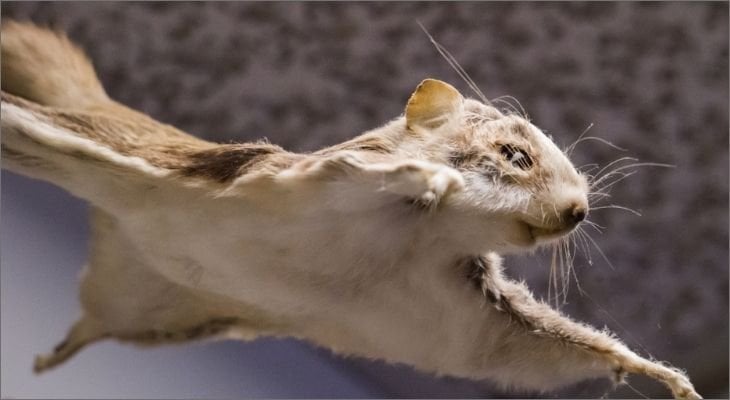 Flying Squirrels - Blue Ridge Wildlife & Fisheries Management