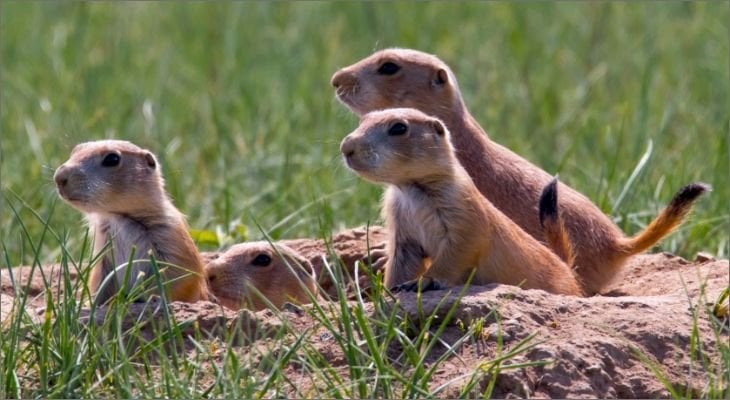 Prairie dog outlet pellets