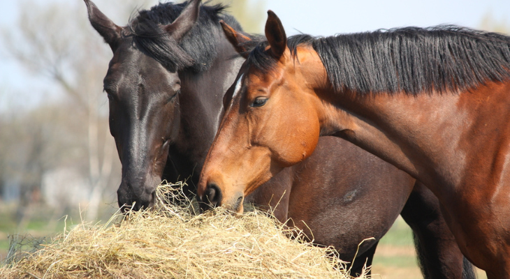 The Facts about Equine Nutrition | Veterinarian in Carbondale, CO | Alpine  Equine Hospital