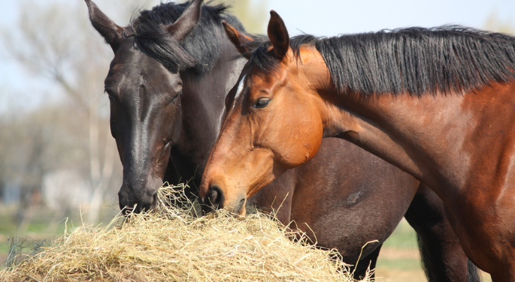 Horses eating