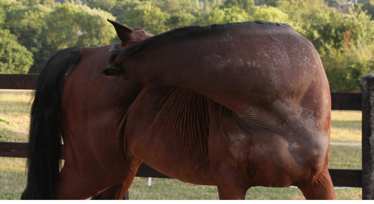 Horse itches itself with mouth.