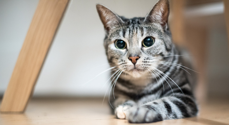 Cat with wide pupils