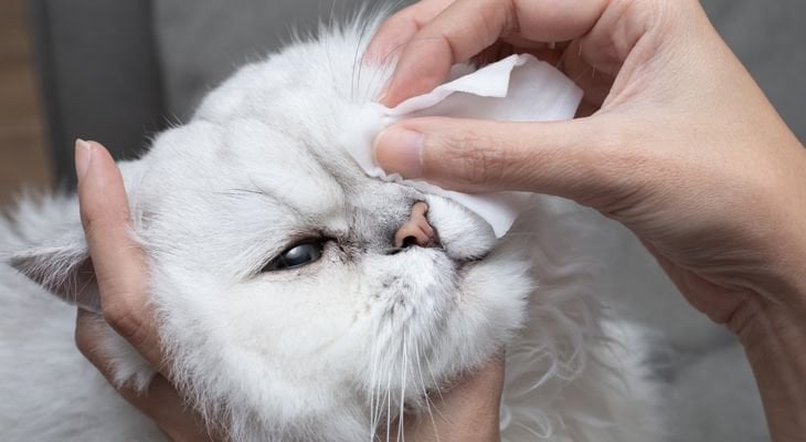 Cats and Eyesight: Dispelling Myths, Emphasizing Care - Understanding Cat Eye Injuries