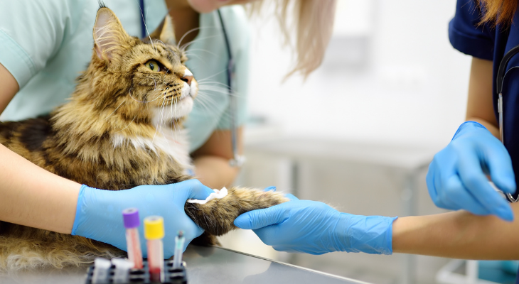 Cat sits nicely through his blood draw.