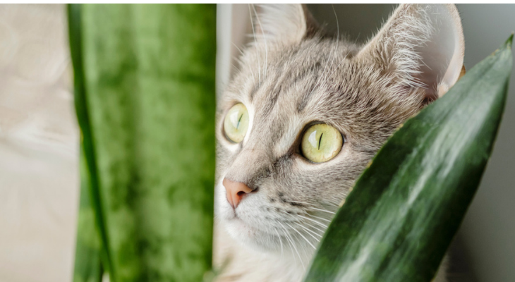 Cat sitting in plant