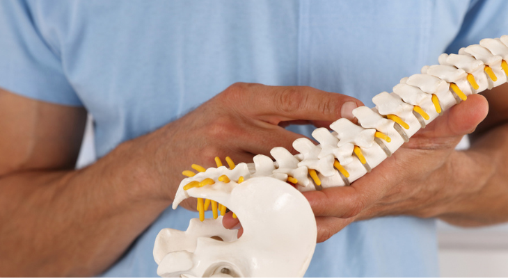 man-examines-model-of-the-spine-756760