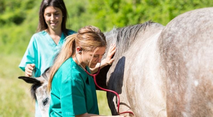  doctor examining horse