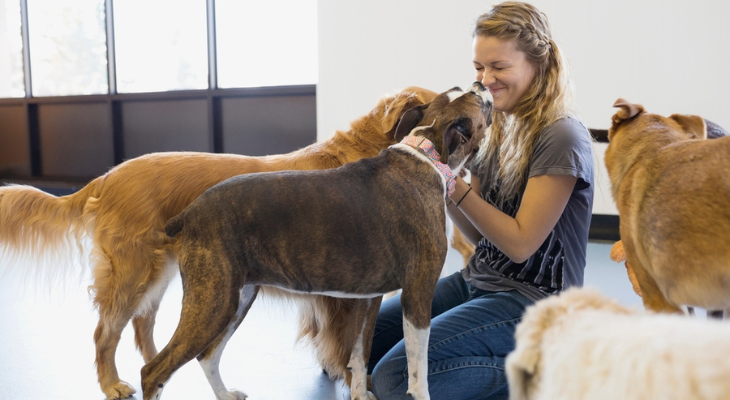 Dogs play with staff member at daycare.