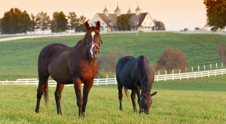 Horses in a pasture