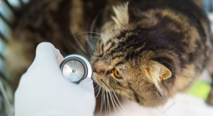 cat looking at stethoscope