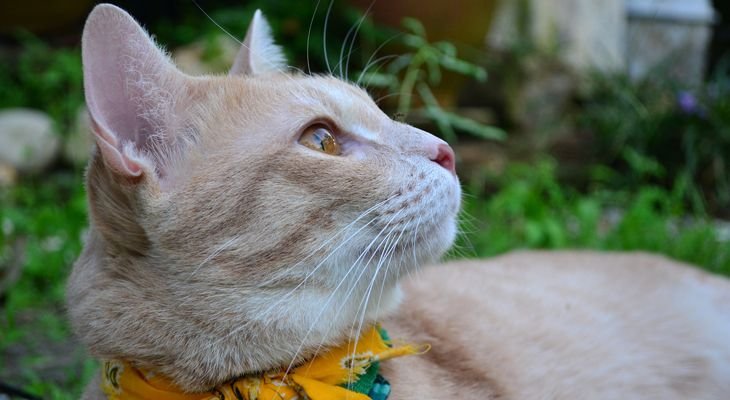 cat with bandana