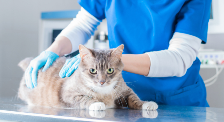 Cat at the vet