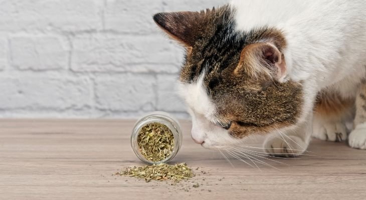 cat with catnip