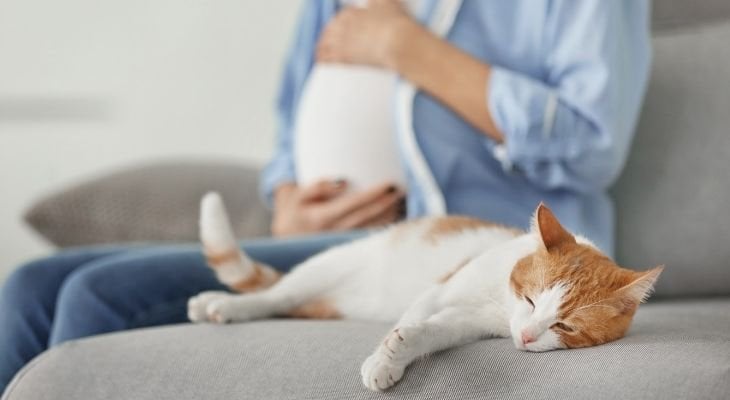 Cat with 2024 pregnant woman