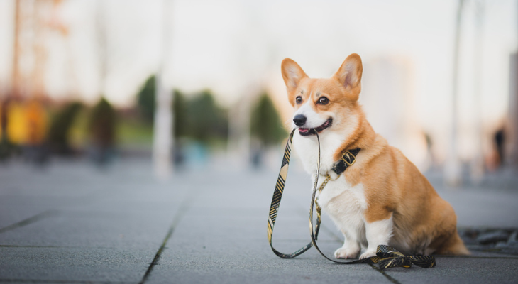 Mental stimulation for Dogs, Animal Hospital in Durham, NC