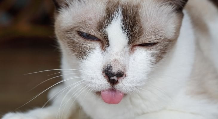 Feline stomatitis outlet treatment options