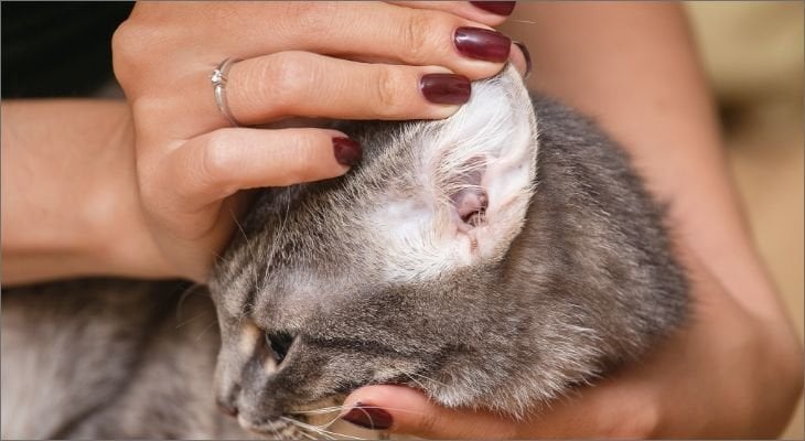 Cat licking clearance ear mite medicine