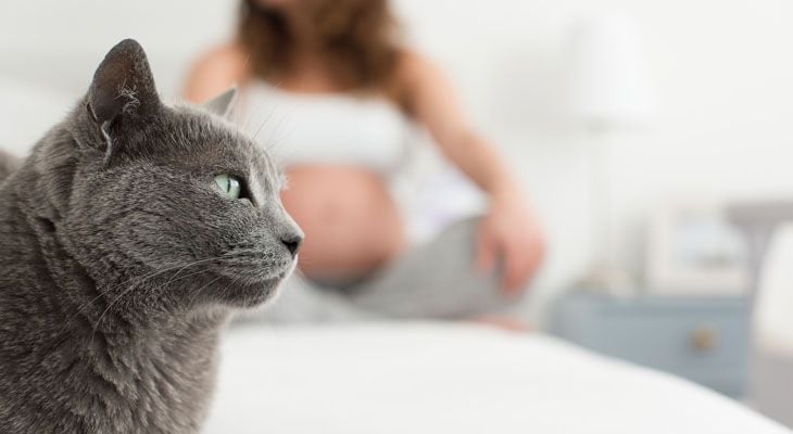 cat with pregnant woman in background