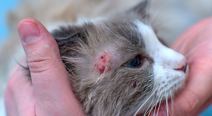 infected wound on cat