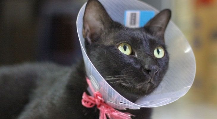 cat with cone on head