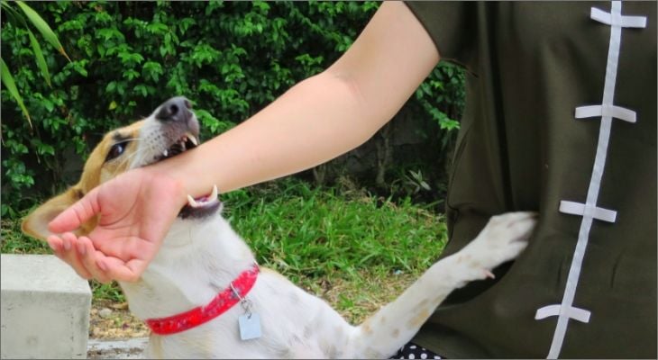 dog biting a persons arm