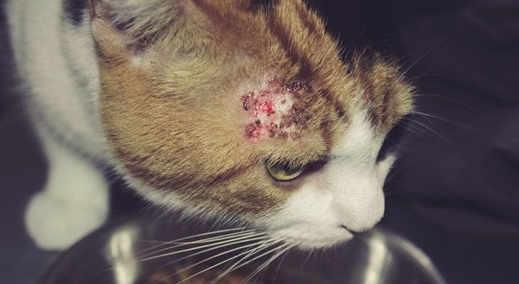 cat with skin infection