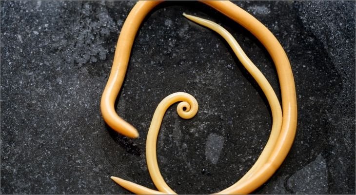 roundworms in stool