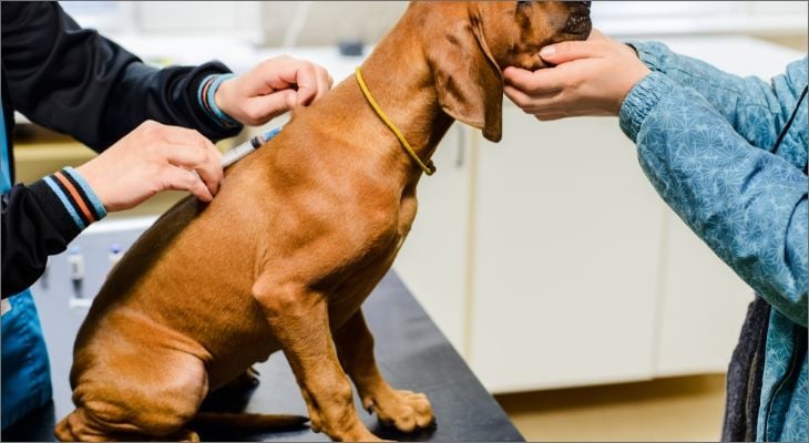 puppy getting examined