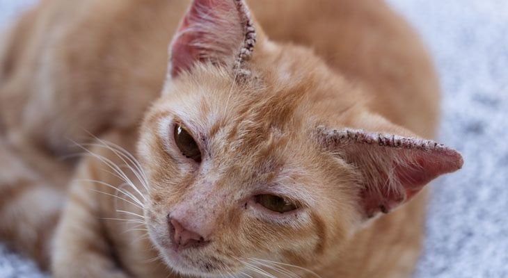 Symptoms of shop ringworm in cats