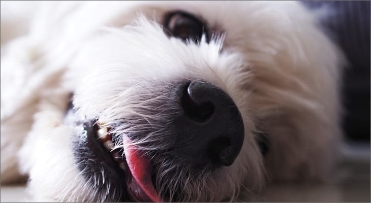 dog laying on floor looking sick