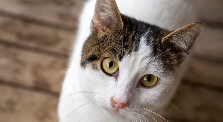 cat with green eyes