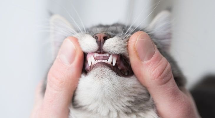 cats teeth