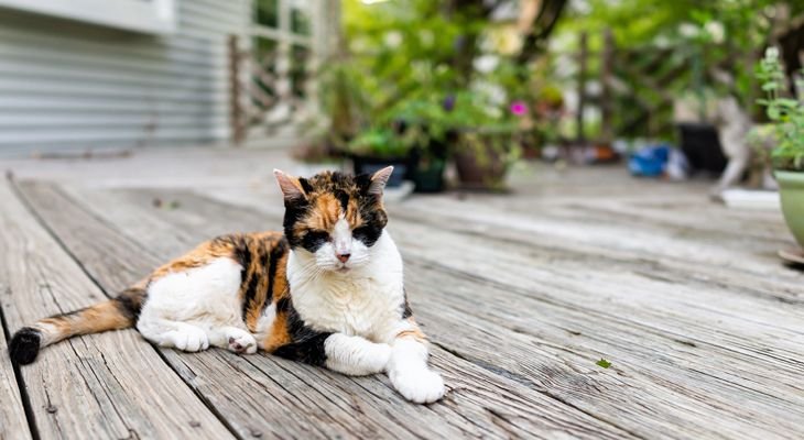 cat laying outside