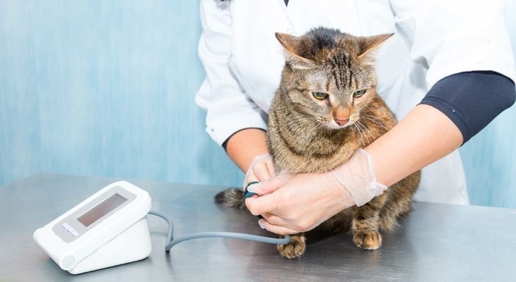 cat getting examined