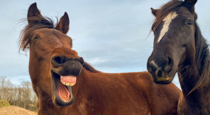 Horse tells joke you had to be there for.