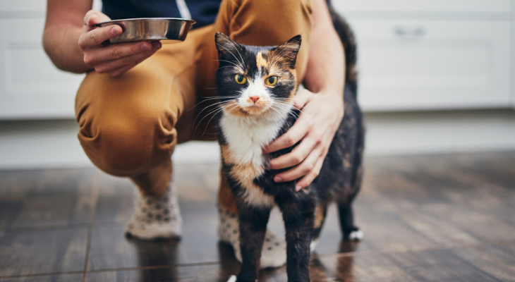 男人拿着食物碗猫