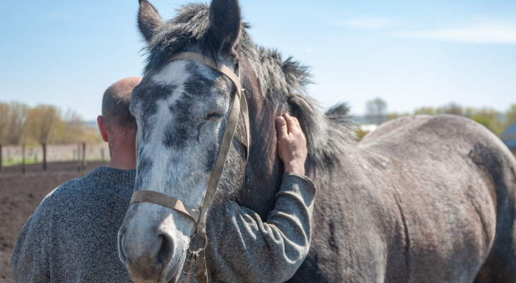 Senior horse gets a hug.