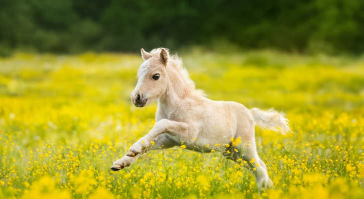 Foal plays in a field of flowers.