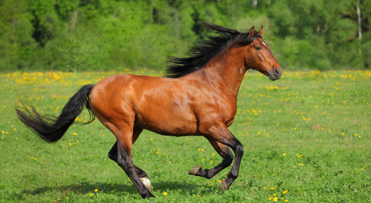 Horse running in pasture