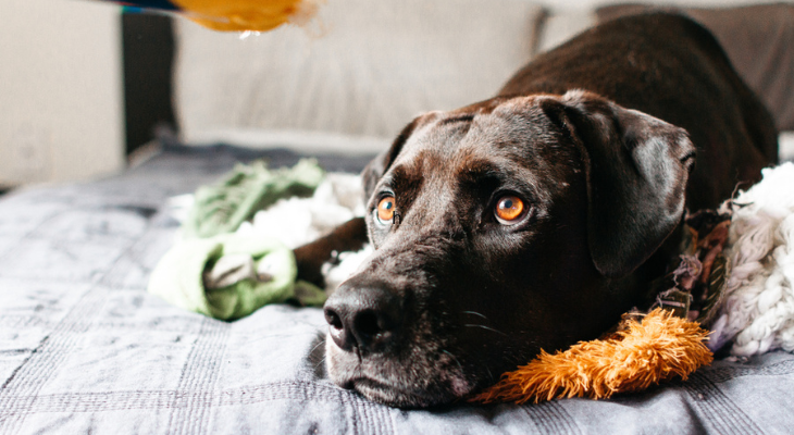 Dog with big brown eyes impatiently waits for his owner.