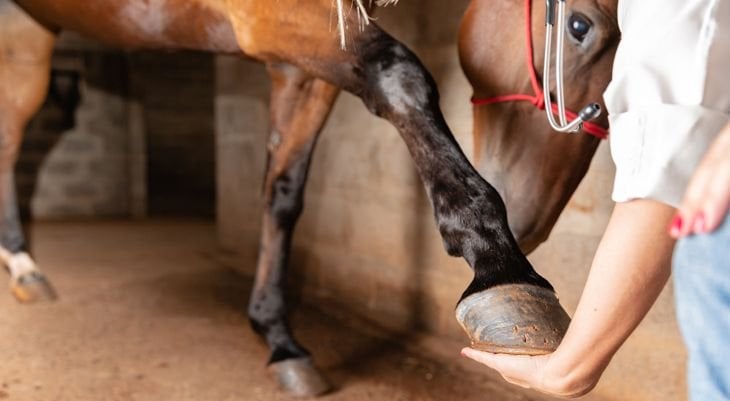 vet examining horse leg