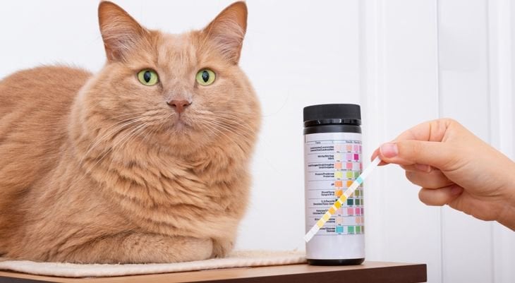 Feline diabetic 2024 neuropathy treatment